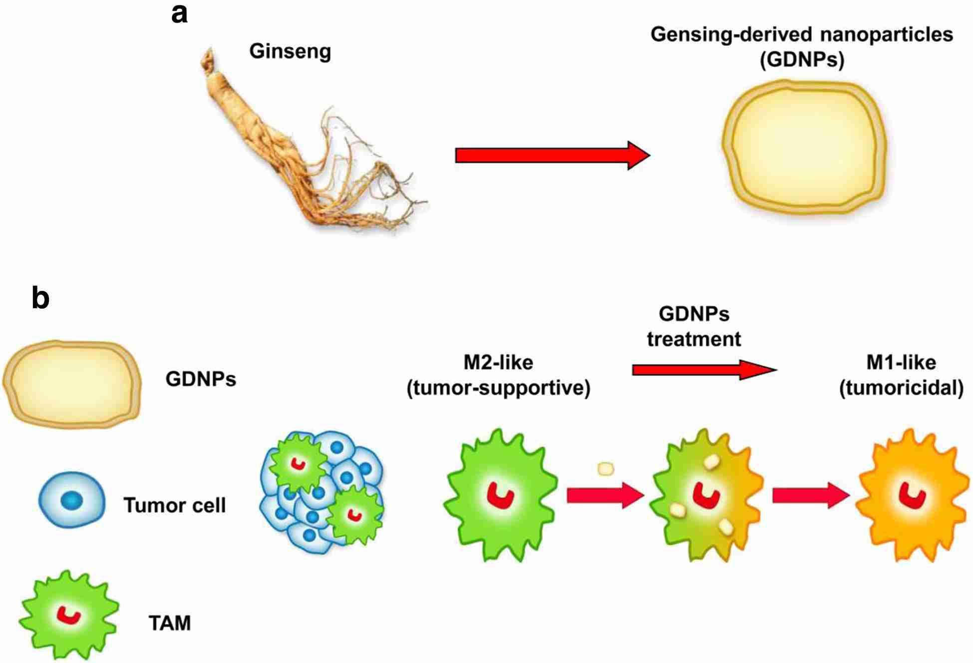 Proposed strategy for the ginseng-derived nanoparticles (GDNPs) to reprogramme macrophage polarization. (Cao, et al., 2019)