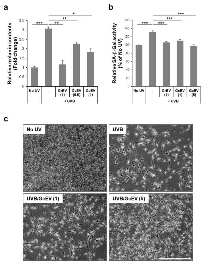 Ginseng cell-derived extracellular vesicles (GcEVs) showed anti-senescence and anti-pigmentation effects. (Cho, et al., 2021)