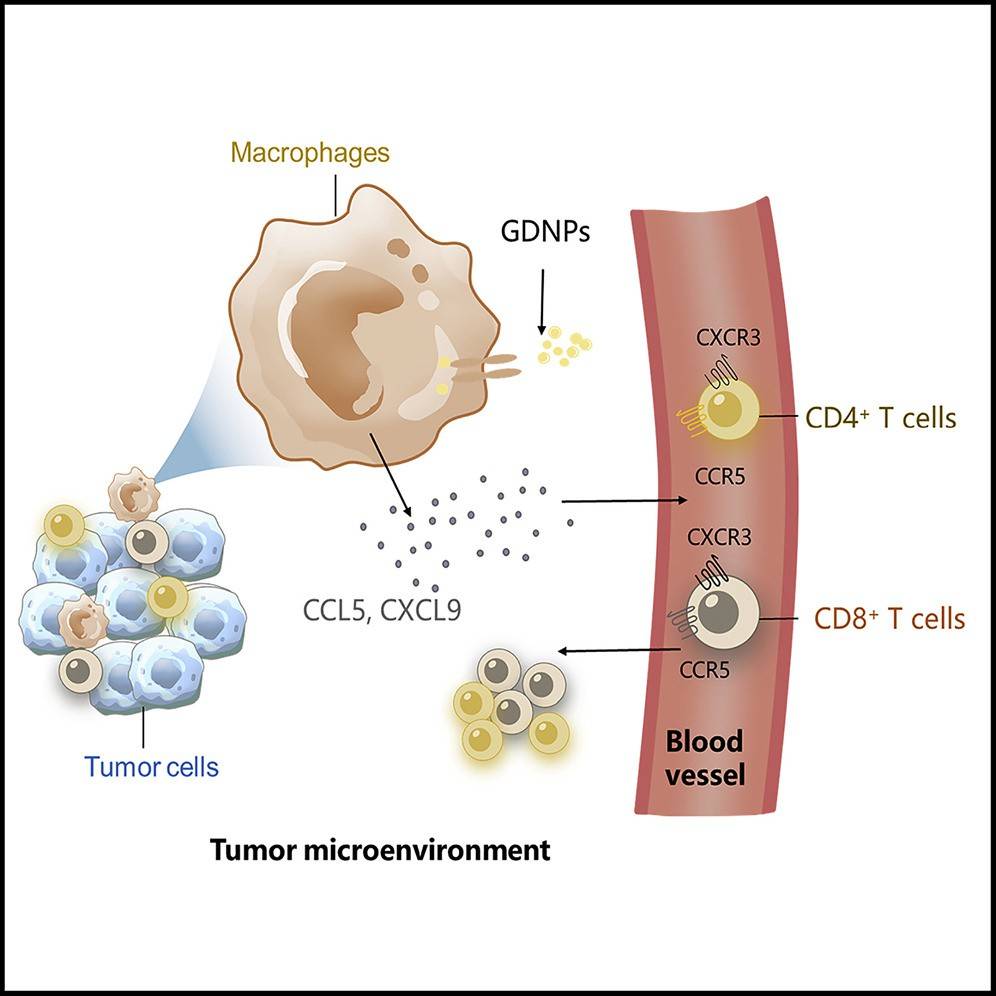 Ginseng-derived nanoparticles potentiate immune checkpoint antibody efficacy by reprogramming the cold tumor microenvironment. (Han, et al., 2022)