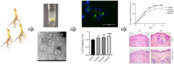 Ginseng-derived nanoparticles induce skin cell proliferation and promote wound healing. (Yang, et al., 2023)