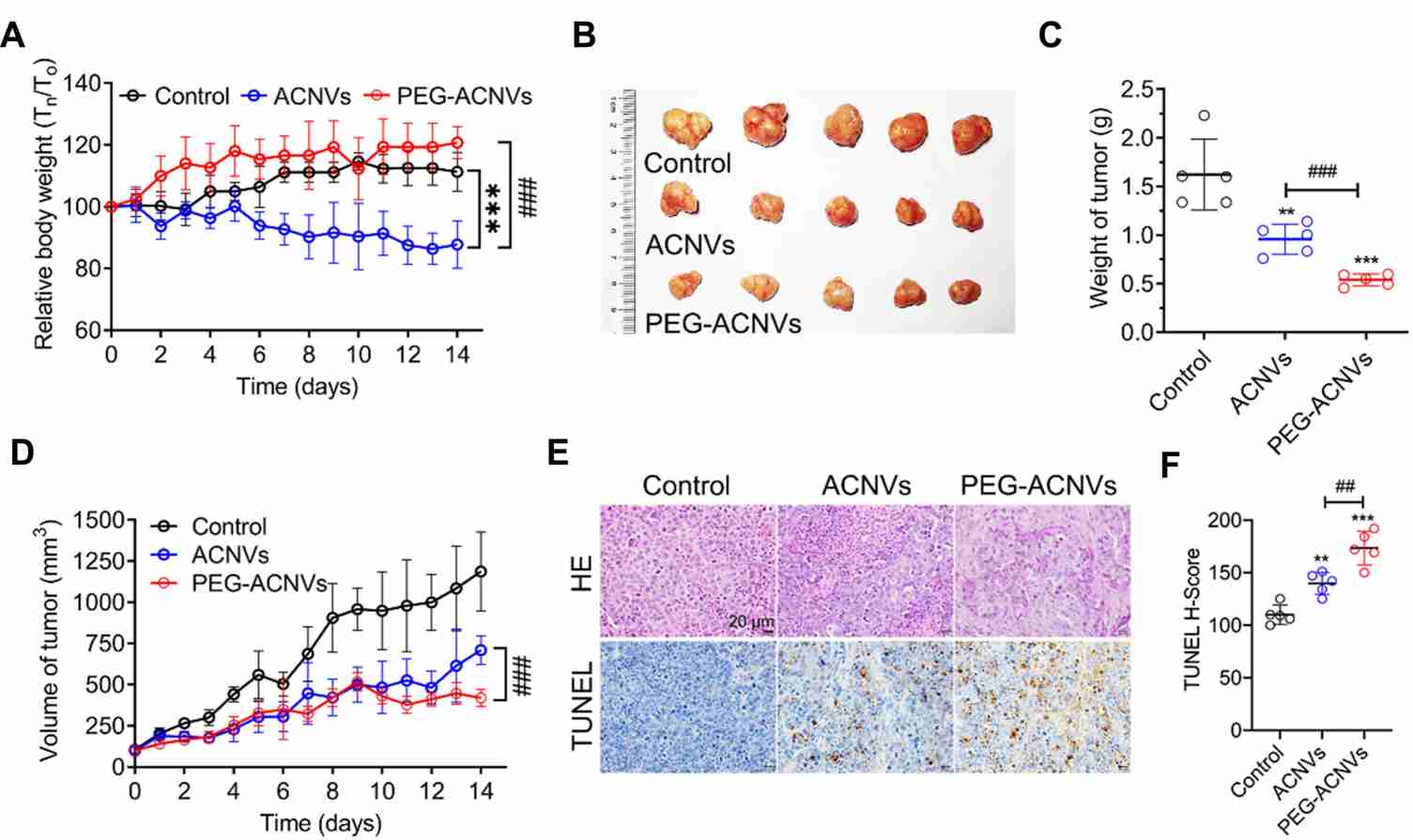 In vivo antitumor efficacy of Asparagus cochinchinensis-derived exosome in Hep G2 tumor xenograft nude mice. (Zhang, et al., 2021)