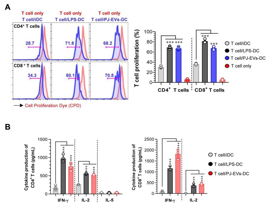 DCs treated with PJ-EVs initiate T cell proliferation and Th1 response. (Han, et al., 2021)