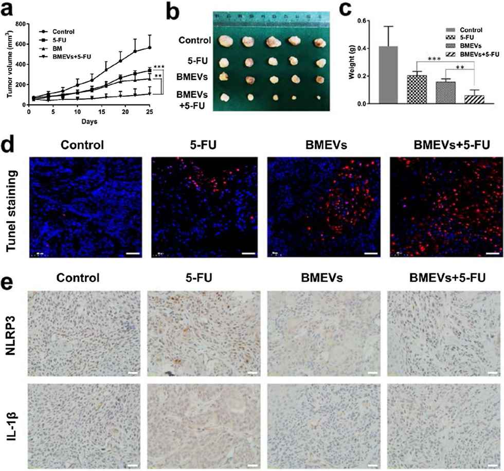 Bitter melon-derived exosome enhanced the cytotoxic effect of 5-FU in vivo. (Yang, et al., 2021)