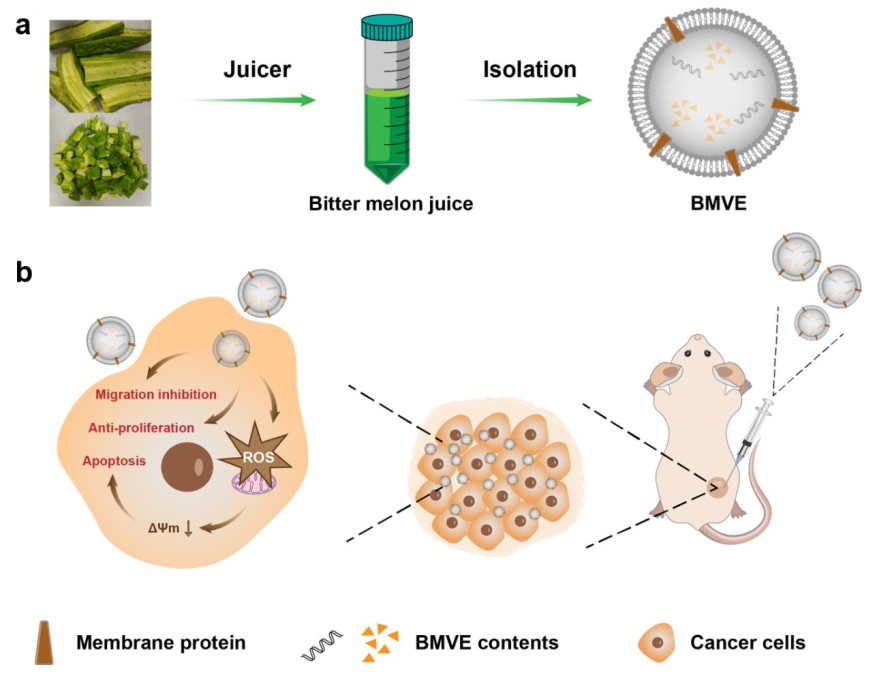 Bitter melon-derived exosome isolation and corresponding in vivo antitumor activity. (Feng, et al., 2023)