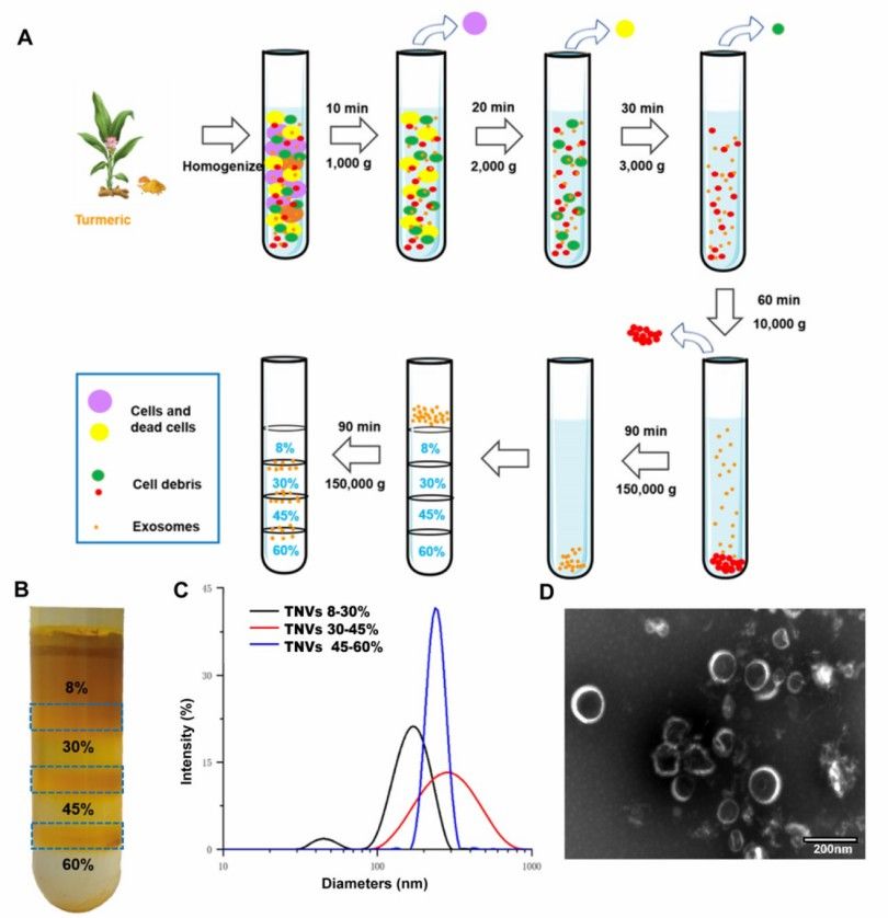 Exosomes obtained from turmeric. (Gao, et al., 2022)