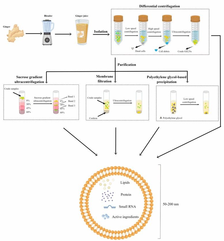 Isolation and purification of ginger root-derived exosomes. (Zhu, et al., 2023)