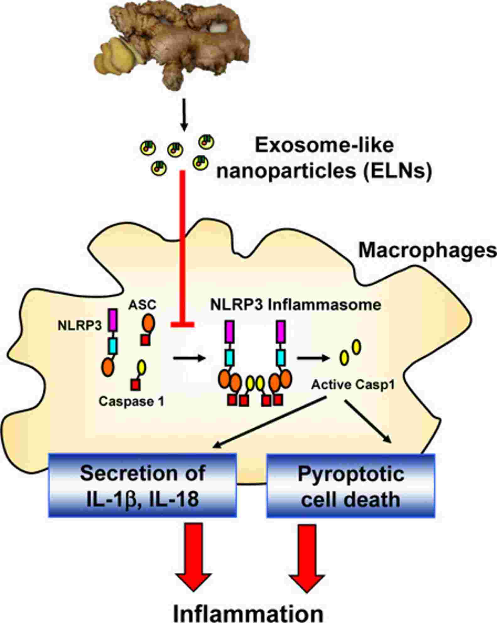 Ginger root exosomes prevent NLRP3 inflammatory vesicles from becoming activated. (Chen, et al., 2019)