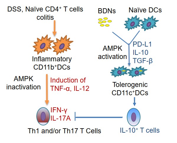 Schema for broccoli-derived exosomes mediated induction of tolerogenic AMPK+ DC. (Deng, et al., 2017)