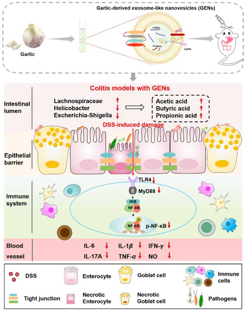 The specific mechanism of garlic-derived exosomes improving colitis. (Zhu, et al., 2023)