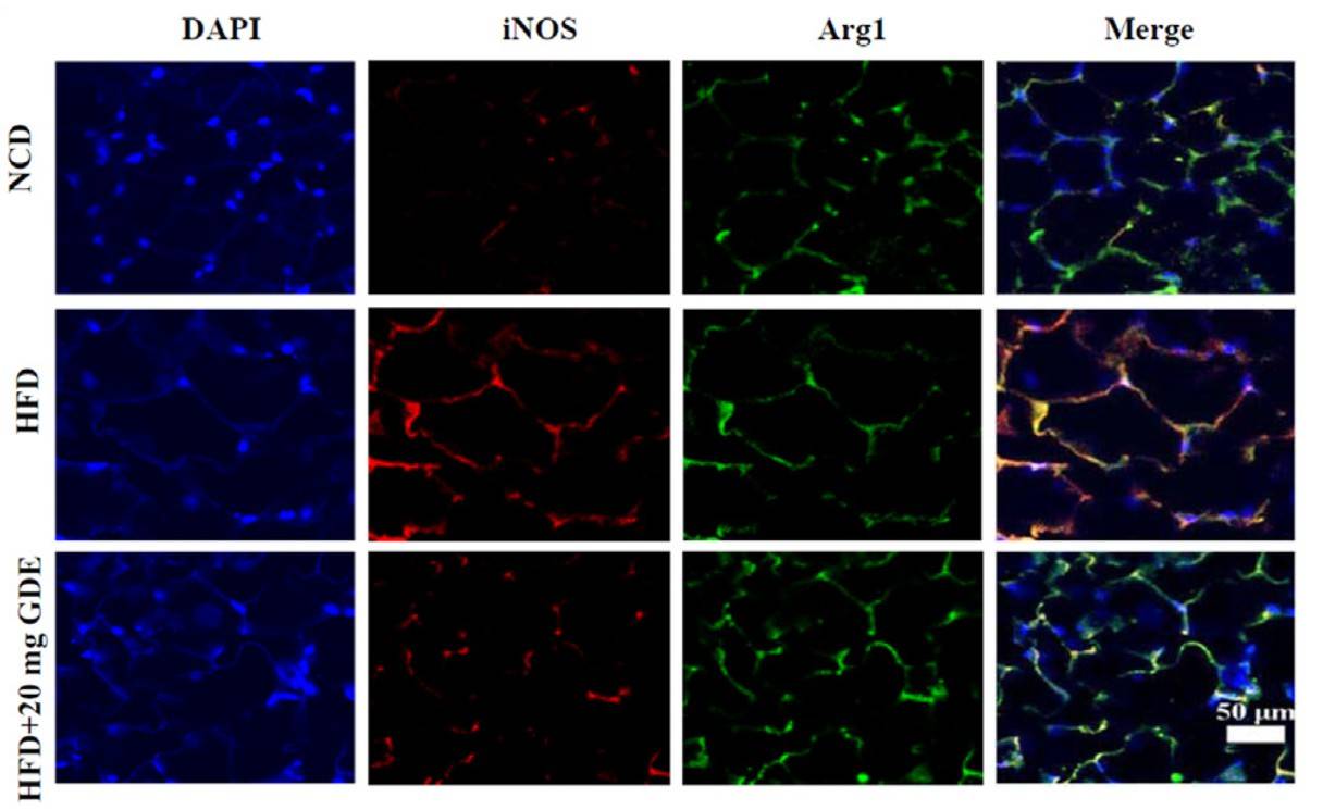 The distribution of macrophages in mouse adipose tissue sections was observed by iNOS and Arg1 staining. (Bian, et al., 2023)