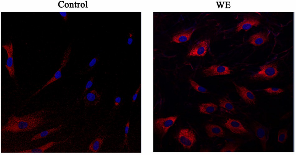 Wheat exosomes increase the level of collagen type I. (Sahin, et al., 2019)