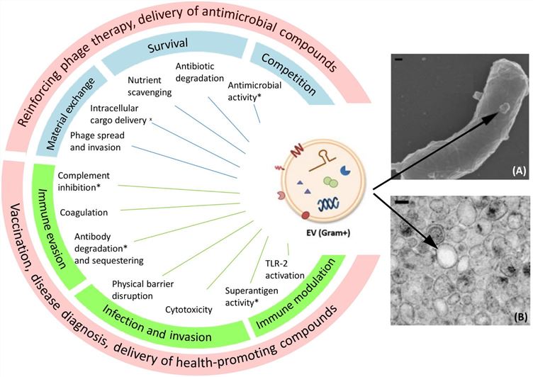 Potential applications of Gram-positive bacterial EVs. (Liu, et al., 2018)