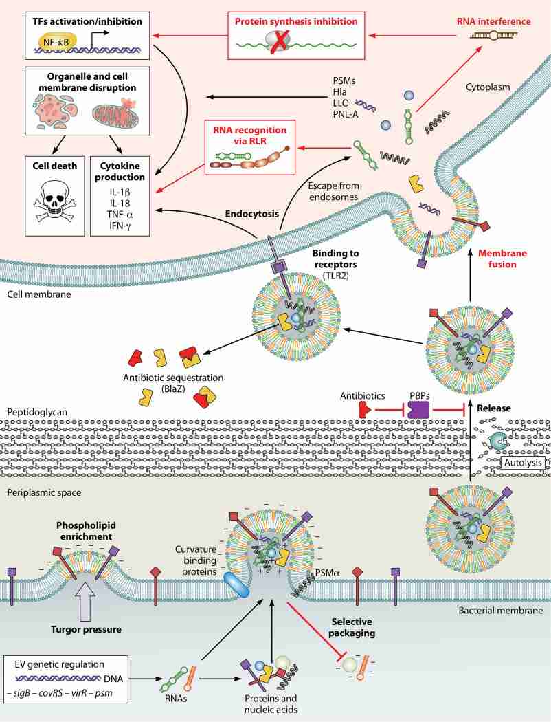 Biogenesis and functions of gram-positive exosomes. (Briaud, et al., 2020)