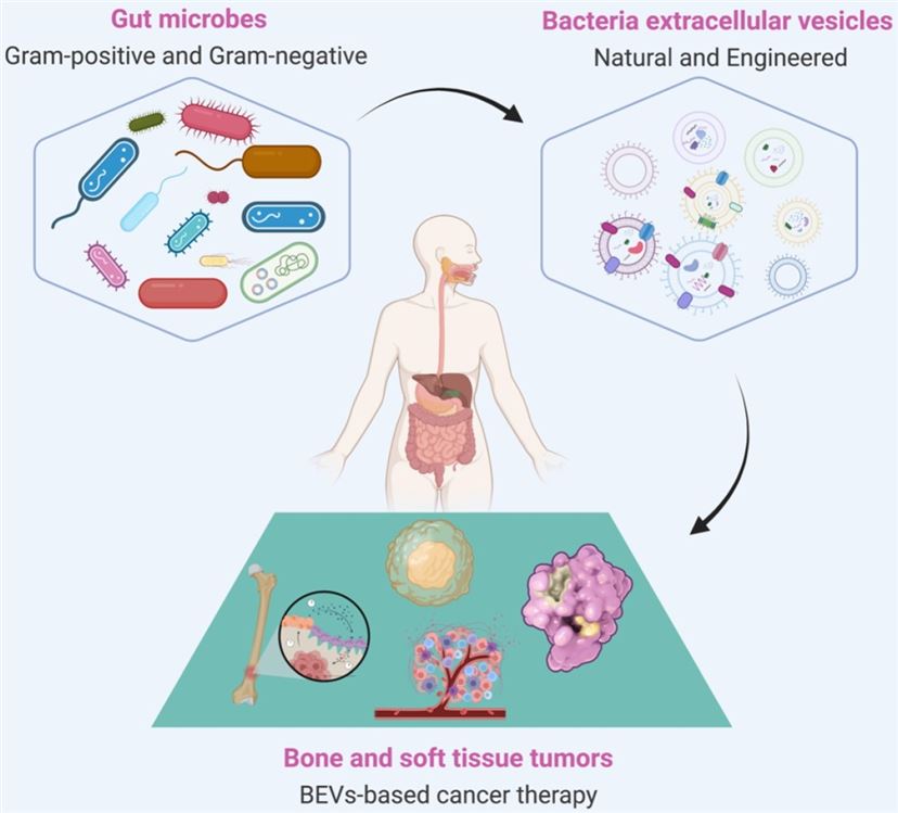 BEVs-based cancer therapy. (Liu, et al., 2022)