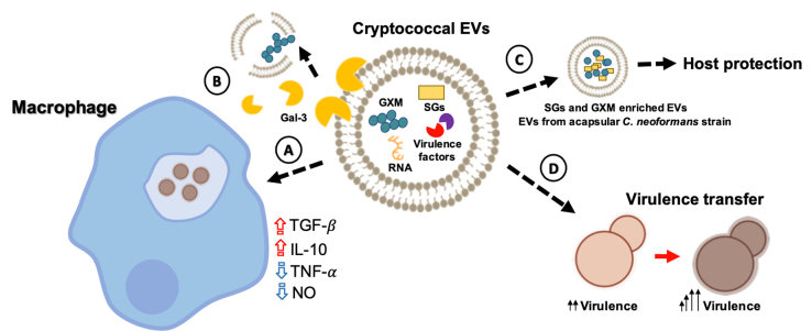 Fig.1 Cryptococcus extracellular vesicles are biologically active and modulate the activity of immune cells. (De Oliveira, et al., 2020)