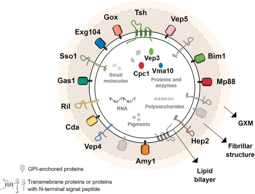 The structure of cryptococcal extracellular vesicles. (Rizzo, et al., 2021)