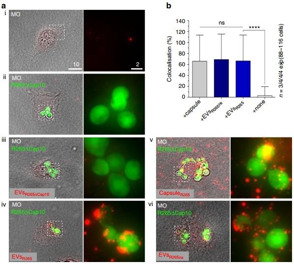 Fig.1 Extracellular vesicles added to macrophages rapidly colocalise with the cryptococcal phagosome. (Bielska, et al., 2018)