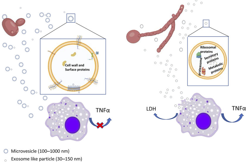 Differences between hyphal and yeast extracellular vesicles. (Martínez-López, et al., 2022)