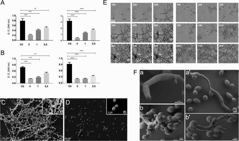 Fig.2 Extracellular vesicles from Candida albicans inhibit biofilm formation and yeast-to-hyphae differentiation. (Honorato, et al., 2022)