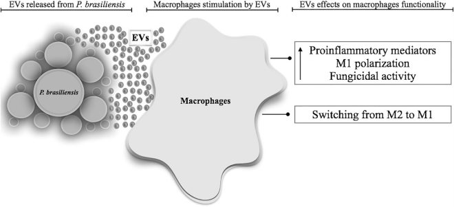 Fig.1 A proposed model that demonstrate the effects of extracellular vesicles from Paracoccidioides brasiliensis on murine peritoneal macrophages. (Da Silva, et al., 2016)