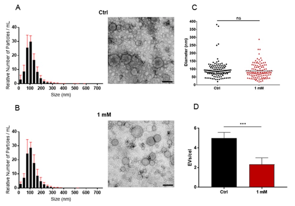 Inhibition of chitinase significantly reduced the release of Histoplasma capsulatum-derived exosomes. (Valdez, et al., 2023)