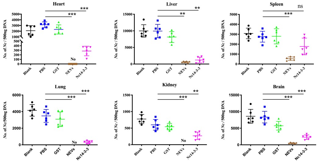 Fig. 2 Mice immunized with Neospora-derived exosomes and exosomal-specific proteins exhibited decreased parasite load after infection. (Li, et al., 2021)