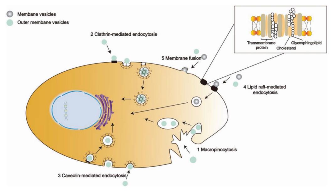 Schematic illustration of bacterial membrane vesicles entering the host cells. (Gan, et al., 2023)