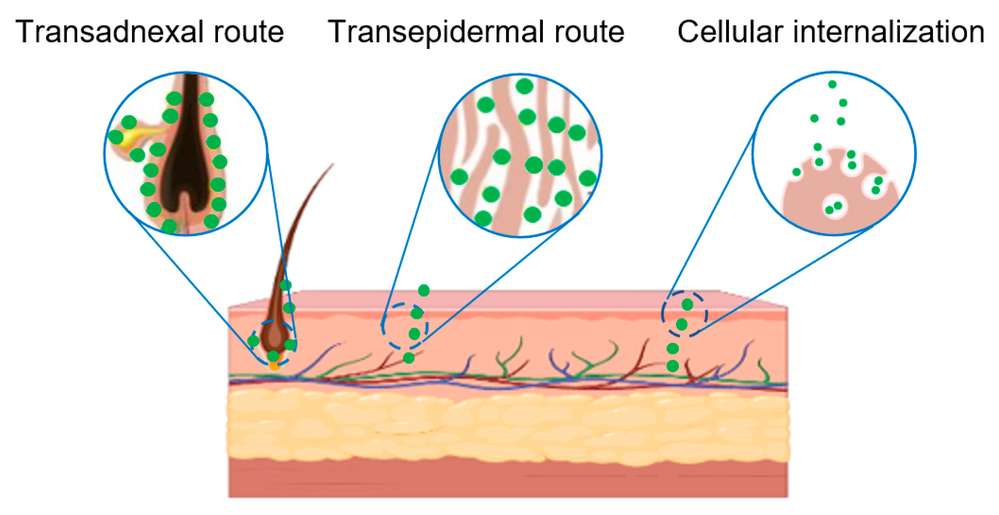Fig.1 Transdermal route for administering PELNV.