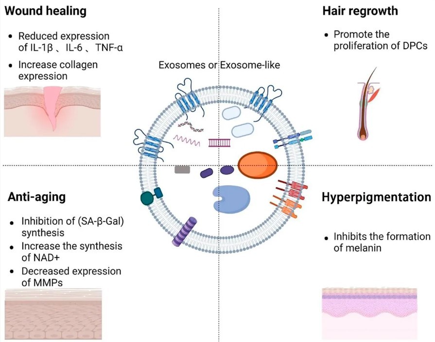 Fig.1 Exosome composition and their significance in medical aesthetics.