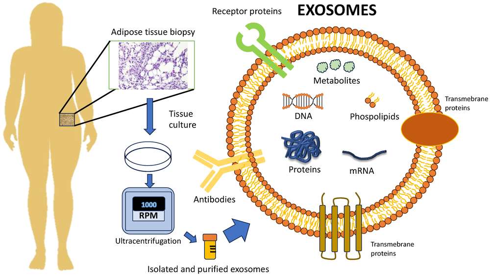 Fig.1 Example of Exosome Content and One Extraction Approach.