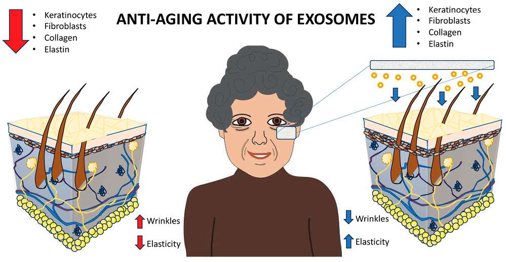 Fig.1 Exosomes boost the production of cells and proteins that slow aging.