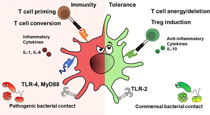 Dendritic cell responses to the environment. (Scheib, et al., 2022) (OA Literature)