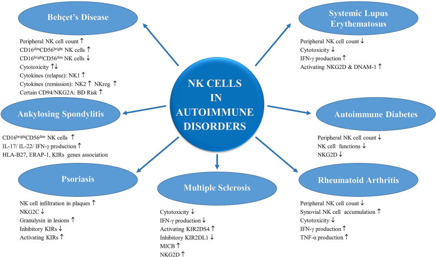 NK cells are involved in the development of autoimmune diseases. (Kucuksezer, et al., 2021) (OA Literature)