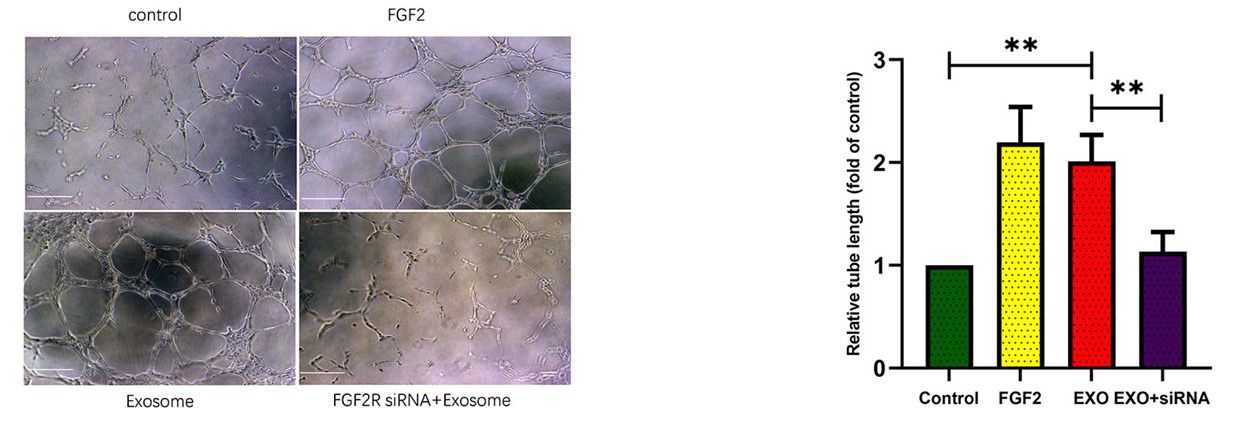 Fig.1 ESCs-Exo promote angiogenesis via FGF2.