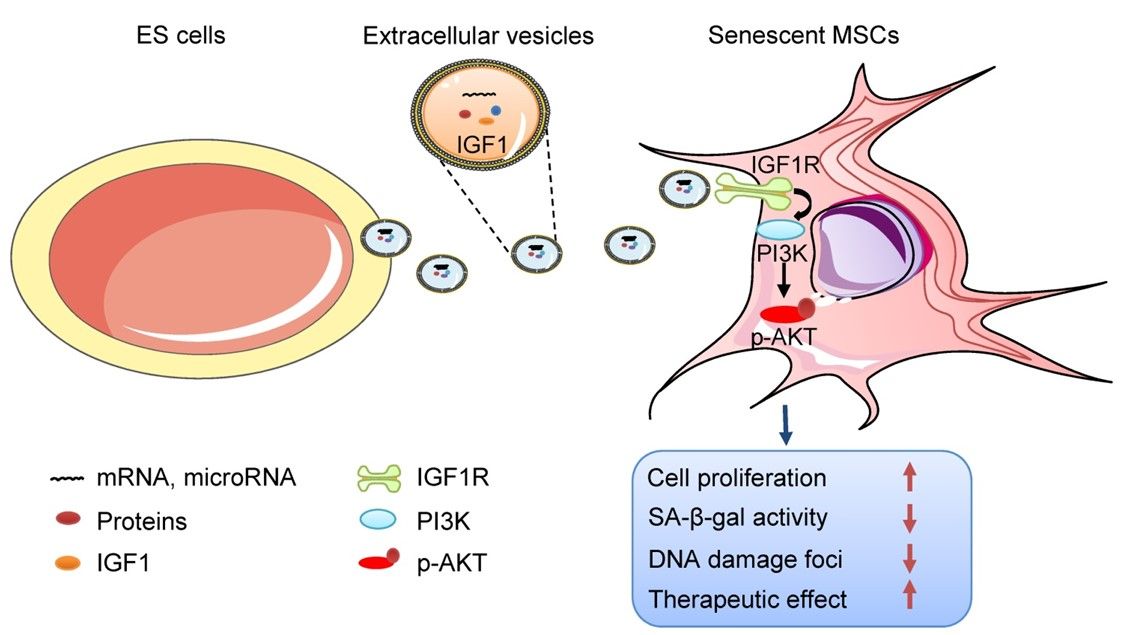 Fig.2 ESCs-Exo enhance MSC proliferation.