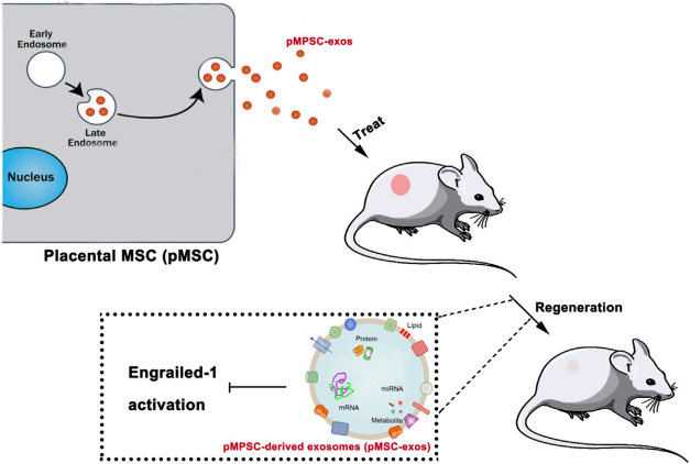 pMSC-exos induced wound regeneration. (Zhang, et al., 2022) (OA Literature)