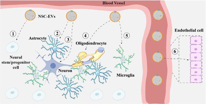 Neural stem cell-derived extracellular vesicles. (Li, et al., 2023) (OA Literature)