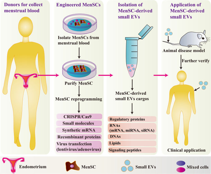 Development of MenSC-derived small EVs. (Chen, et al., 2021) (OA Literature)