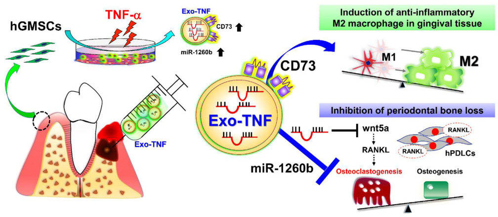 Potential of exosomes from TNF-α-treated GMSCs. (Nakao, et al., 2021) (OA Literature)