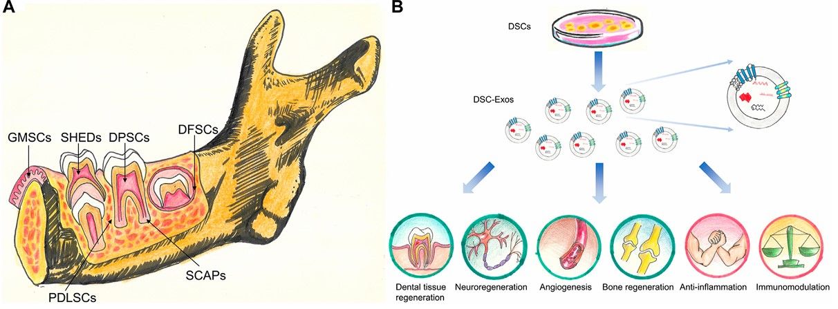 Fig.1 DSC-Exos clinical potential.