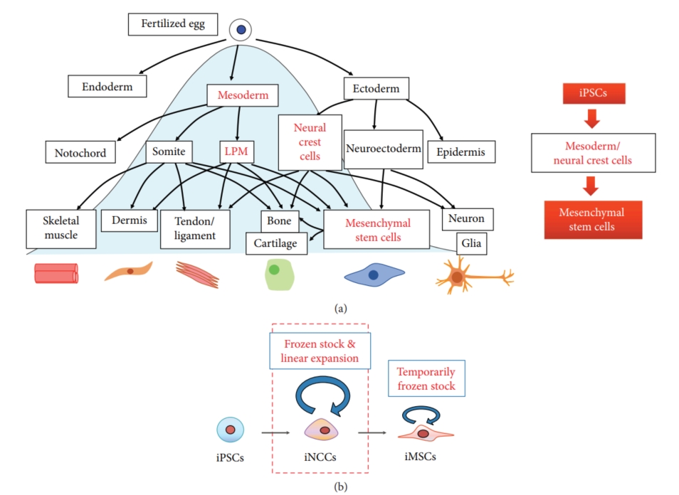 From iPSCs to MSCs. (Zhao & Ikeya, 2018) (OA Literature)
