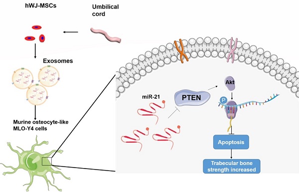 Fig.1 Exosomes from tumors in cancer development. (Paskeh, et al., 2022) (OA Literature)