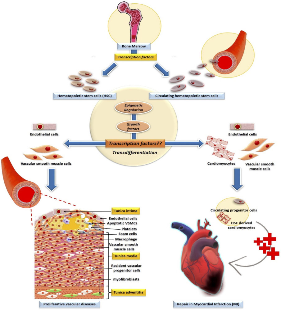 Transcription factors and their modifications are involved in HSC development. (Duddu, et al., 2020) (OA Literature)