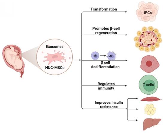 Fig.1 HUC-MSCs mechanism in diabetes treatment.