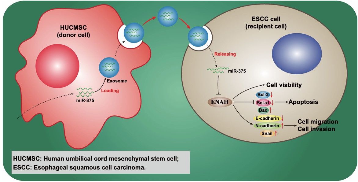 Fig.2 Exosomal miR-375's role in ESCC progression.