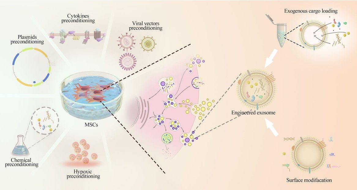 Fig.1 pproaches for Modifying Exosomes.