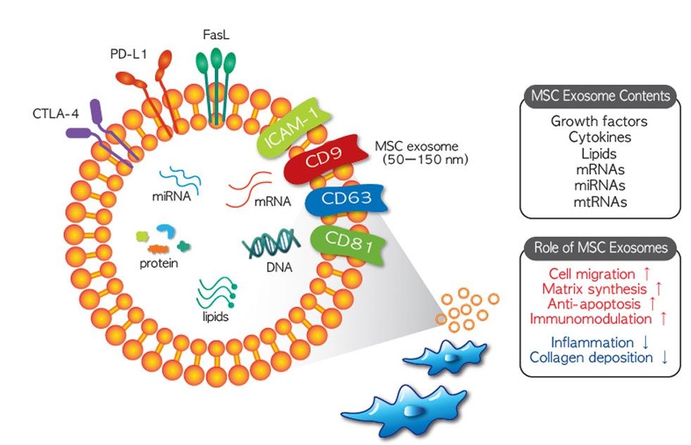 Fig.3 MSC-Exo.