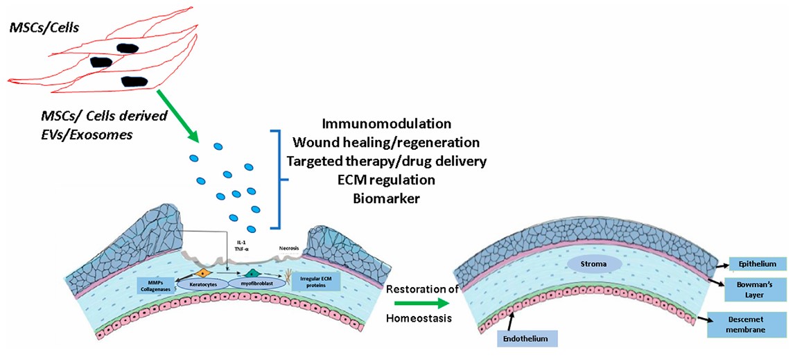 Fig.1 Exosomes benefit corneal wound healing.