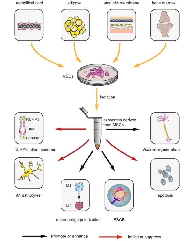 Exosomes from different MSCs and SCI treatment. (Liu, et al., 2021) (OA Literature)