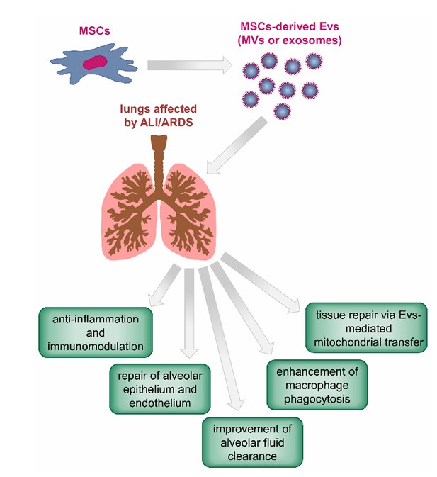 Fig.4 MSC-EVs' lung repair pathways.